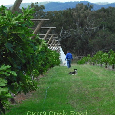 Orchard netting process commencement...