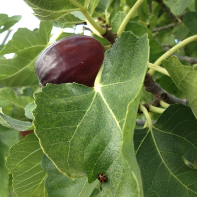 Look for the lady beetle!