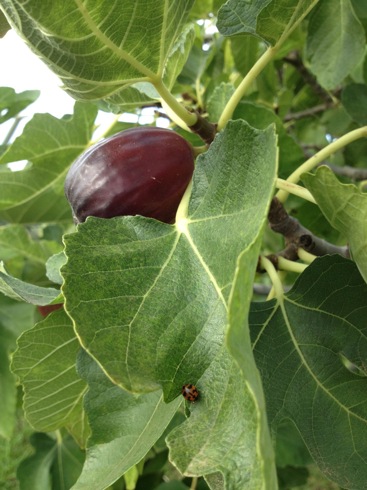 Look for the lady beetle!